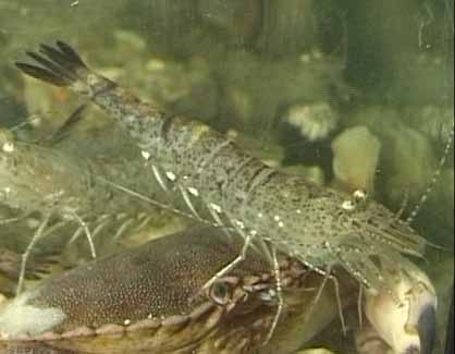 Crevette Crangon Crangon - Crevette grise Boucaud